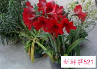 盆栽朱顶红的养殖方法和注意事项