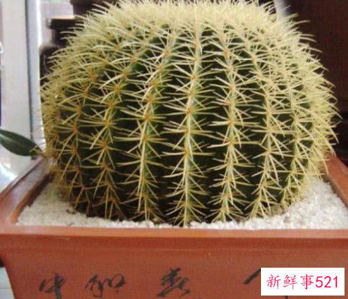 仙人球摆放风水讲究