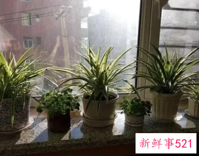 家里养花多了阴气重么