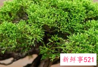 辟邪植物盆栽有哪些