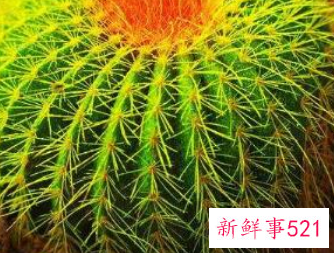 辟邪植物盆栽有哪些