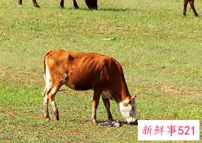 梦见拉纤是什么意思