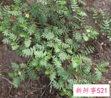 川芎为什么恶黄芪