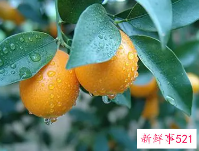 客厅镇宅招财旺人的植物