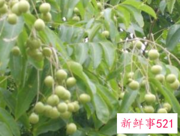 辟邪植物盆栽有哪些