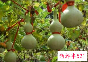 辟邪植物盆栽有哪些