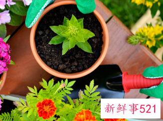 辟邪植物盆栽有哪些