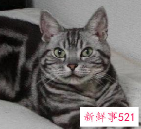 猫的排名前十名