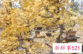 辟邪植物盆栽有哪些