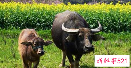 梦见大牛小牛是什么意思