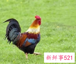 69年属鸡女适合做小生意吗