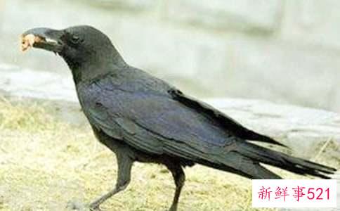 已婚男子梦见乌鸦什么意思