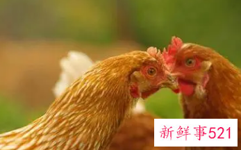 69年属鸡女适合做小生意吗