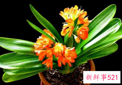 客厅镇宅招财旺人的植物