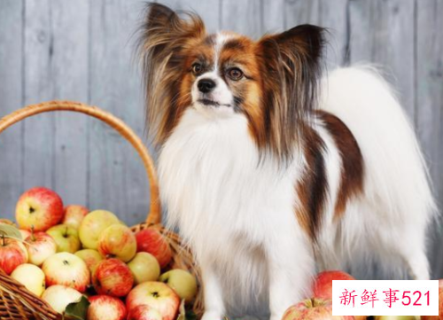 狗狗不能吃的水果有哪些