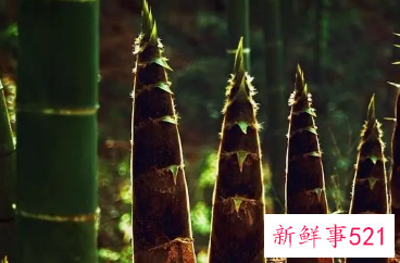 毛竹笋的营养价值