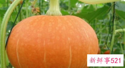 南瓜粉营养价值