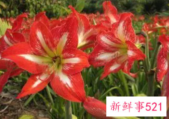 盆栽朱顶红的养殖方法和注意事项