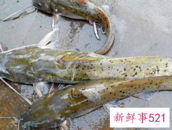 吃淡水鱼有什么作用