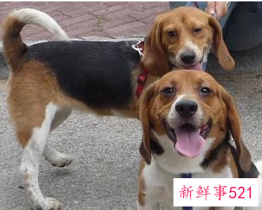 史努比的原型是什么狗