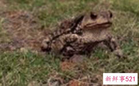 梦见癞蛤蟆蟾蜍什么意思