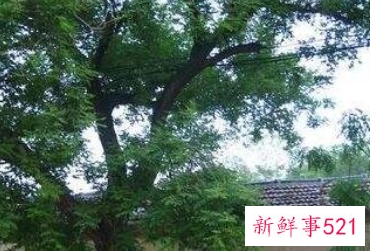 辟邪植物盆栽有哪些