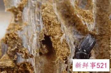 家里有木蠹虫怎么消灭