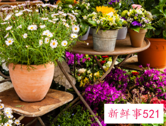 辟邪植物盆栽有哪些