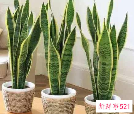 怎样养花才能又茂盛又好