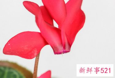 家里阳台种什么花风水好又旺财