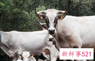 属牛幸运颜色属牛人永远最旺的颜色