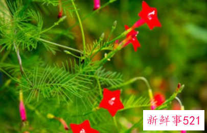 象征平等自由的花