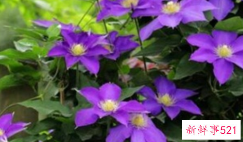 冬天室外冻不死的绿植有哪些