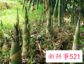 男人吃竹笋的影响