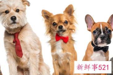 属狗2022年幸运色