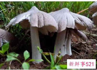 孕妇梦见鸡枞是什么意思