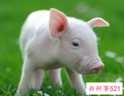 属猪女喜欢男人的表现