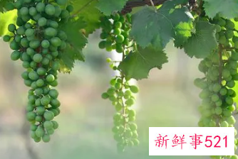 梦到绿色的葡萄一串串的