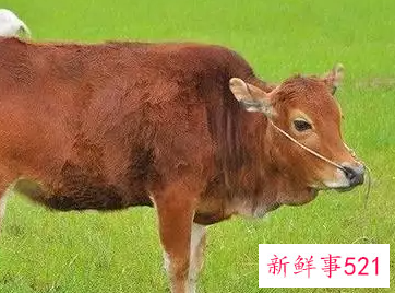 属牛幸运颜色属牛人永远最旺的颜色