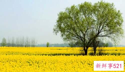 幼儿春游发言稿