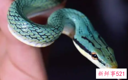 梦见青色的蛇追我