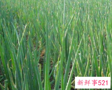 常见的蔬菜种类10种图片