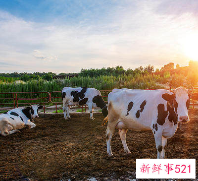 属牛的人命势如何