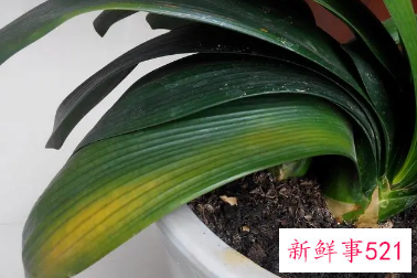 君子兰老叶子发黄是什么原因