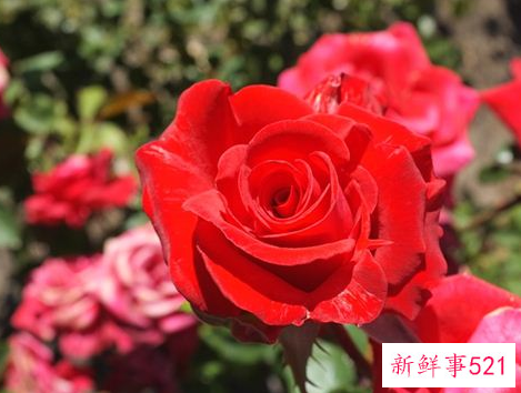 梦见盛开的红花很漂亮