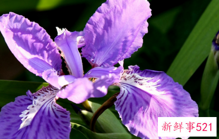 象征平等自由的花