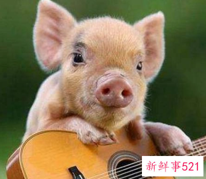 属猪女喜欢男人的表现