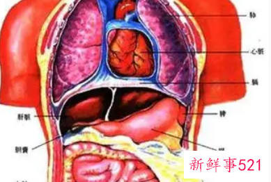 晚上内脏排毒时间