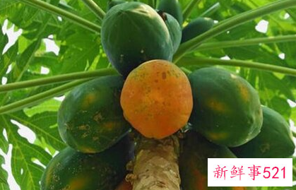 温性水果有哪些