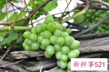 梦到绿色的葡萄一串串的